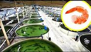 America's SHOCKING Indoor Shrimp Farm Harvests 2 Million Shrimp Every Year