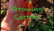 Growing Heirloom Carrots~