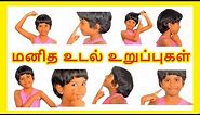 மனித உடல் உறுப்புகள்| Learn body parts name in Tamil for kids and children - Tamilarasi