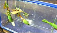 Take a look, hunt and observe the beautiful praying mantis
