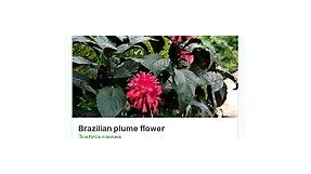 How to identify Brazilian plume flower or Justicia carnea with Plantsnap
