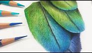 REALTIME How To Draw Feathers in COLORED PENCIL