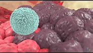 How do natural killer cells target cancer?
