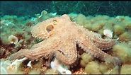 Facts: The Common Octopus