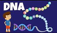 What is DNA? - What does DNA do? - DNA and Genes - The DNA Code