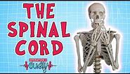 Operation Ouch - The Spinal Cord | Biology for Kids