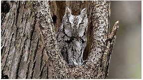 Eastern Screech-Owl Identification, All About Birds, Cornell Lab of Ornithology