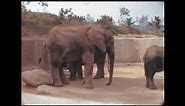 Los Angeles (zoo) 1967 archive footage