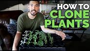 How to Clone Plants: Propagating in an Aeroponic System 101