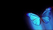 Hologram video 3d Butterfly 4k 2017 video [Mr Plash]