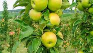 Tangy Green™ Fruit Snacks Apple | Gurney's Seed & Nursery Co.