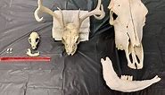 Animal Bones Identification and Exploration