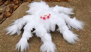 PHOTOGRAPH OF ALBINO SPIDER DISCOVERED IN AUSTRALIA: FACTS