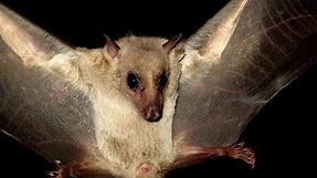 Egyptian fruit bat (Rousettus aegyptiacus) (Geoffroy, 1810) Νυχτοπάππαρος - Φρουτονυχτερίδα - Cyprus