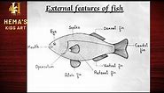 How to draw and label fish-Step by Step || External features of fish || Parts of fish for beginners