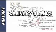 Salivary glands - Anatomy and Physiology
