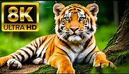 TIGER KING FOREST - 8K (60FPS) ULTRA HD - With Nature Sounds (Colorfully Dynamic)