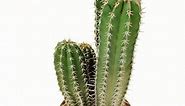 Pachycereus pecten-aboriginum - Giromagi Cactus and Succulents