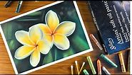 How to draw oil pastel flower | realistic plumeria flower drawing with oil pastels - step by step.