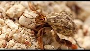 5 Interesting Facts about Hermit Crabs - Told by Kids