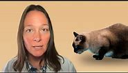 Heavy Breathing Cat? This Video Could Save Their Life