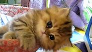Cute Persian kitten, Intrepid - 07.30.11