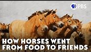 How Horses Went From Food To Friends