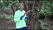 Steve Miesen shows How to Kill and Remove the Largest English Ivy Vines from Trees