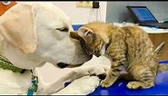 Dog's Friendship With Their Kitten Is The Purest Thing Ever - CATS AND DOGS Awesome Friendship