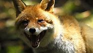 Animal Guide: Red Fox