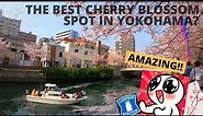 TOP 3 UNDERRATED CHERRY BLOSSOM SPOTS IN YOKOHAMA JAPAN