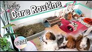 DAILY Guinea Pig Care Routine: Life with 4 Guinea Pigs!
