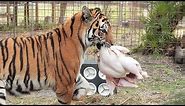 How a Tiger Prepares a Turkey