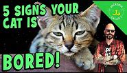 Signs Your Cat is Bored and You Can Fix It!