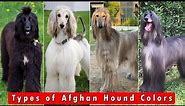 Different Types of Afghan Hound Colors and Pattern / Types of Afghan Hound Colors