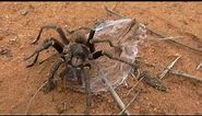 Horned Baboon spider