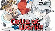 Cells at Work! S2 Episode 2– Download APP to Enjoy Now!