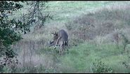 Buck Breeding a Doe, East Texas, Montgomery County, 2014, Whitetail Deer