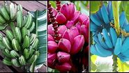 Different Types of Bananas | Pink Banana, Blue Java Banana, Musa Praying Hands