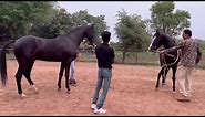Marwari Horse Breeding | Marwari horses | black horses | stallion horses | horse breeding