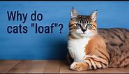 Uncovering the Secret Behind Cat "Loafing" - Cats 101