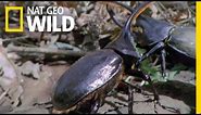 Hercules Beetle Battle | Wild Costa Rica