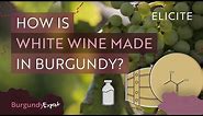 White Winemaking In Burgundy Explained