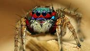 Meet The Largest Jumping Spider in the World