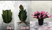 How to grow a Christmas Cactus from cuttings, fast and easy