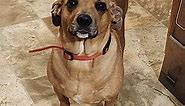 Allentown, PA - Dachshund/Chihuahua. Meet Bailey a Pet for Adoption - AdoptaPet.com