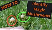 How to identify magic mushrooms - the complete identification guide to magic mushrooms in the UK!