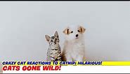 Crazy Cat Reactions to Catnip: Hilarious!