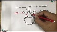 Typical Thoracic Vertebra Diagram | Medimartt
