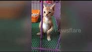Kitten stands on two legs like a human